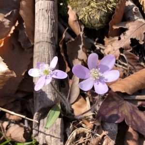 Meet your Posher, Lily